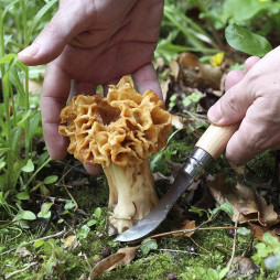 Mushroom Folding Knife